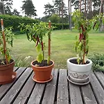 Tihase Puhkemajake *