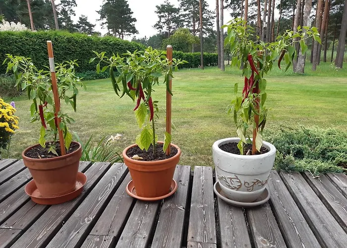 Tihase Puhkemajake *